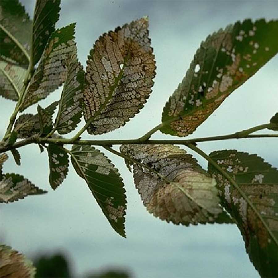 Tree Health